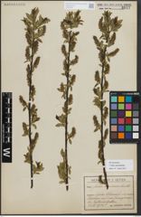 Foto von Salix myrsinifolia Salisb.
